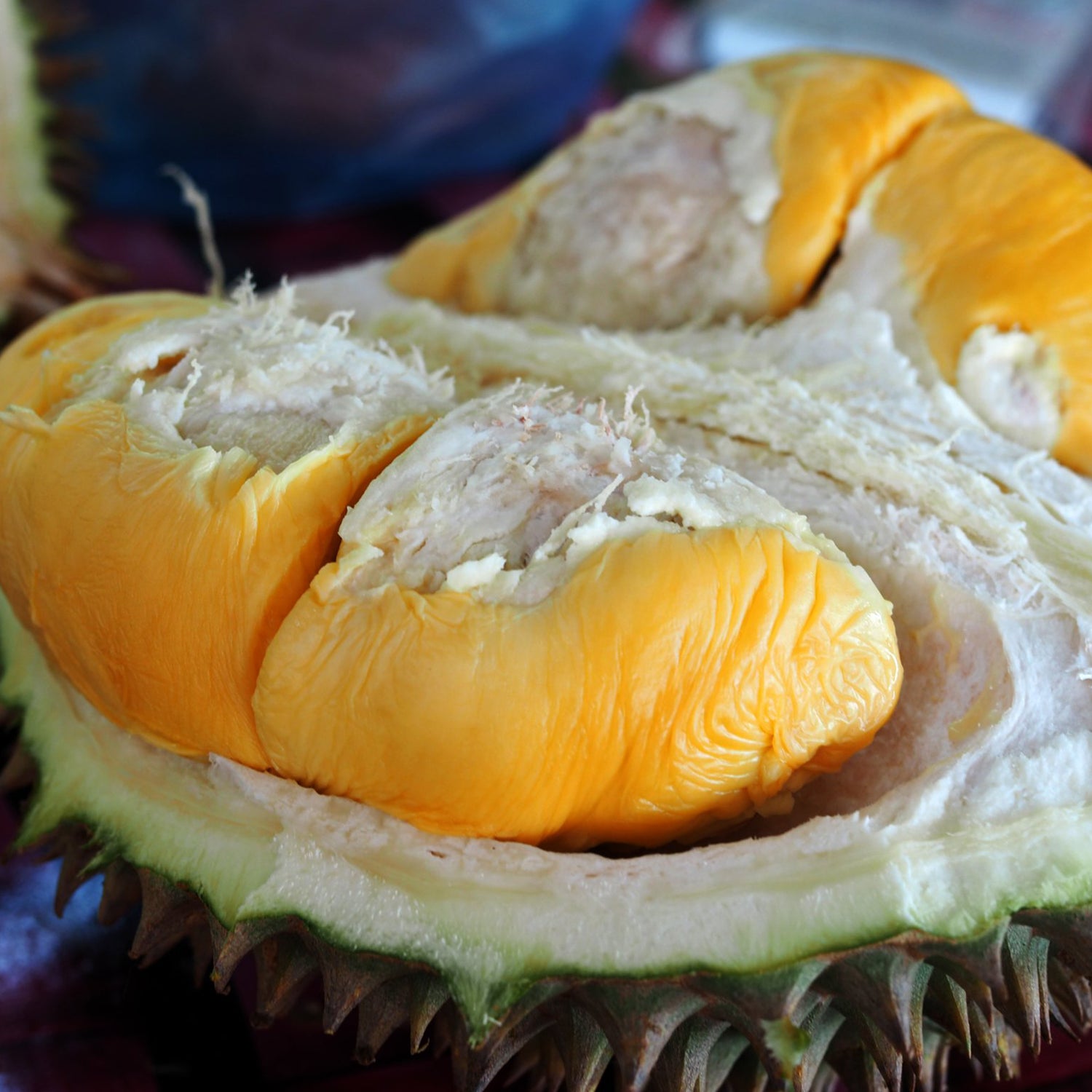 Durian Live Plants