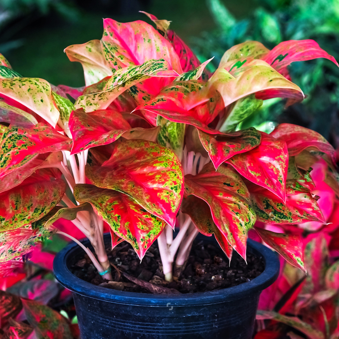 Ornamental Plants