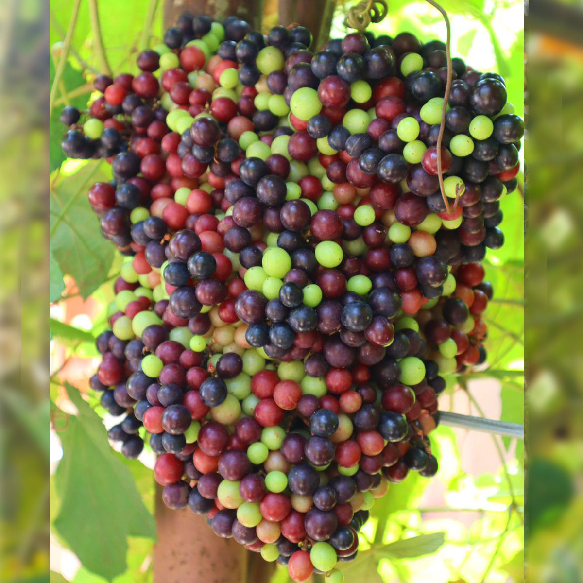 Cambodian Wild Grape Fruit Plant (Ampelocissus Martini)