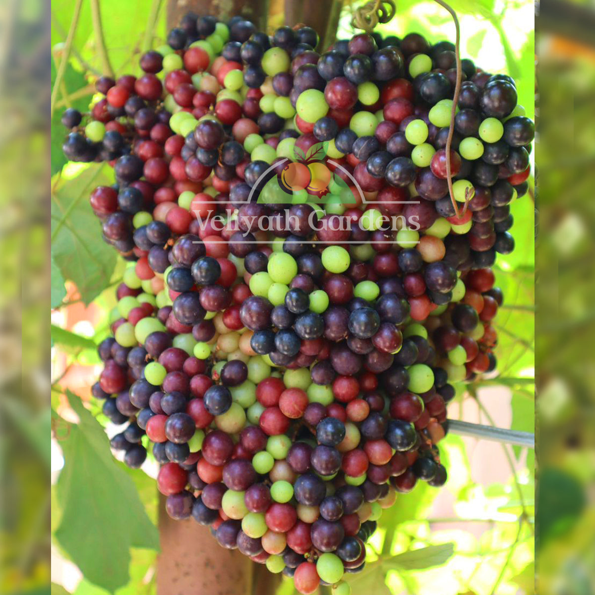 Cambodian Wild Grape Live Plant (Ampelocissus martini)