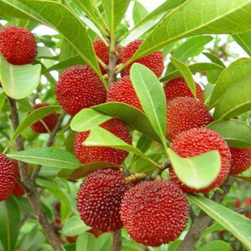 Bayberry Fruit Plant (Myrica Esculenta)