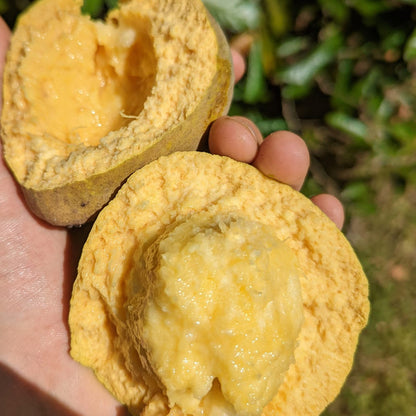 Cinnamon Apple Fruit Plant (Pouteria hypoglauca): A Rare Tropical Wonder for Your Garden