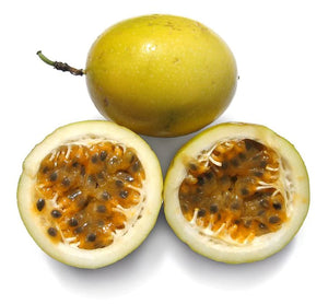 Panama gold passion fruit Live Plant