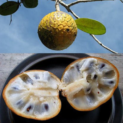 Beach Sugar Apple Fruit Plants ( Annona Salzmannii)