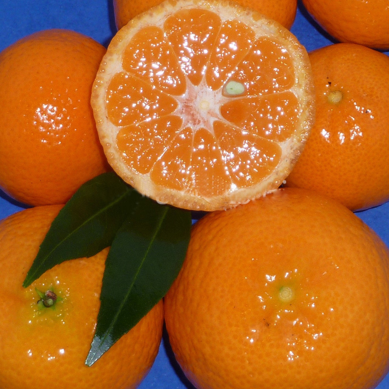The Ciaculli mandarin (Dwarf Tropical Mandarin) Live Plant