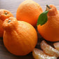 Dekopon orange Live Plant (Citrus reticulata)