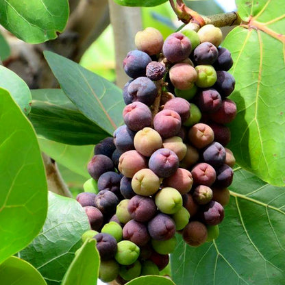 Sea Grape Live Plant (Coccoloba uvifera)