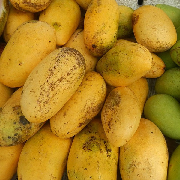 Carabao Mango Live Plant veliyathgardens