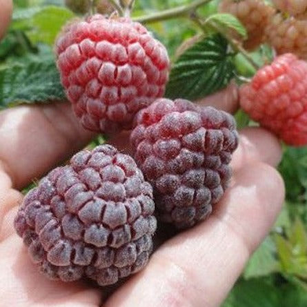 Purple Raspberry Varieties Royalty Purple Raspberry – veliyathgardens