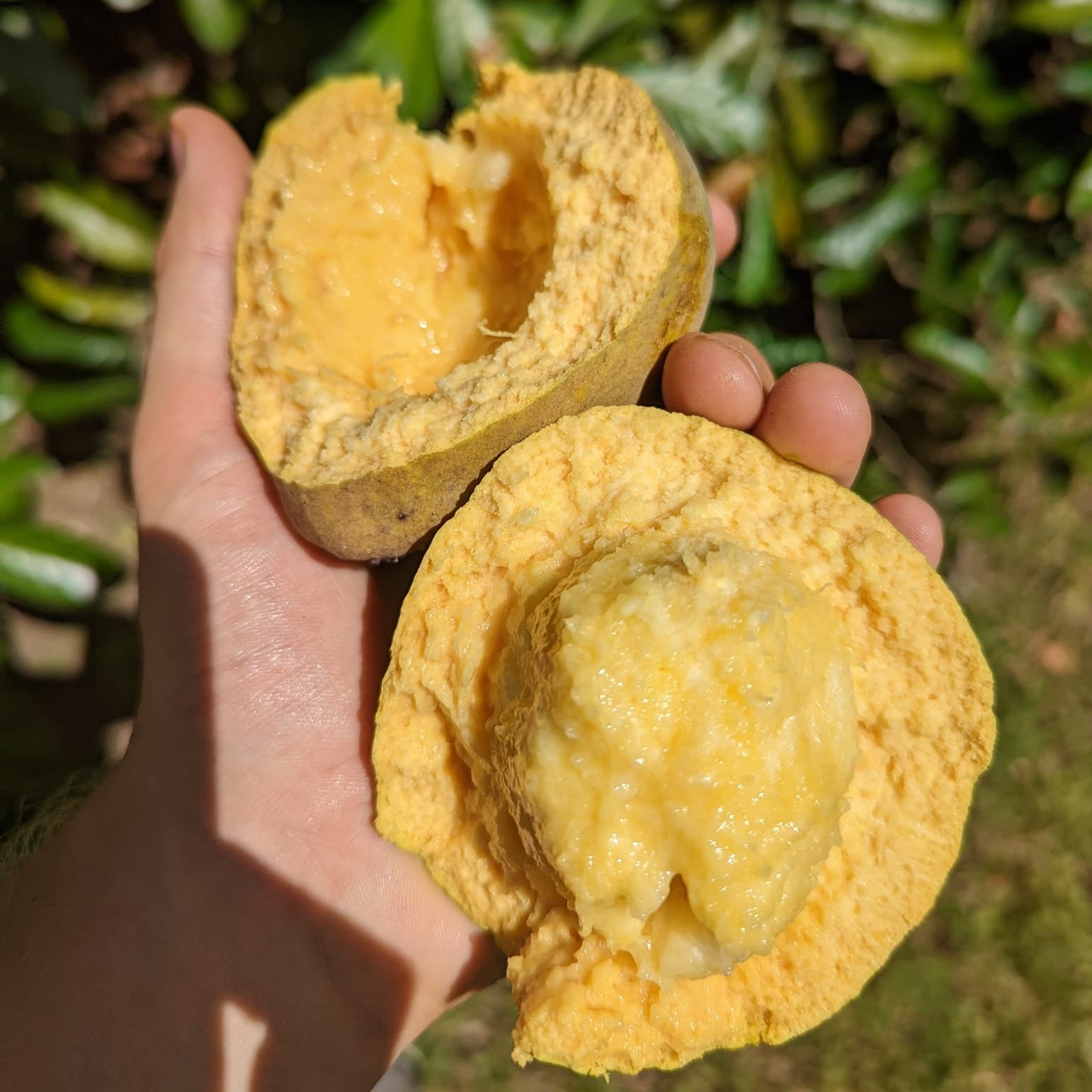 Cinnamon Apple Fruit Plant (Pouteria hypoglauca): A Rare Tropical Wonder for Your Garden