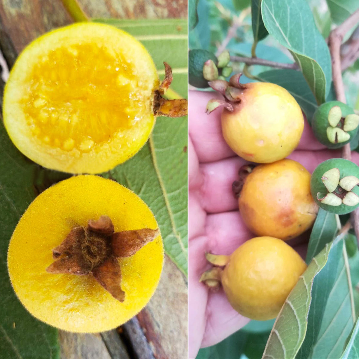 Grape Guava Live Plant (Pdium guineense)