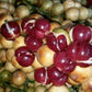 Red Rambai Fruit Plants (Baccaurea Motleyana)