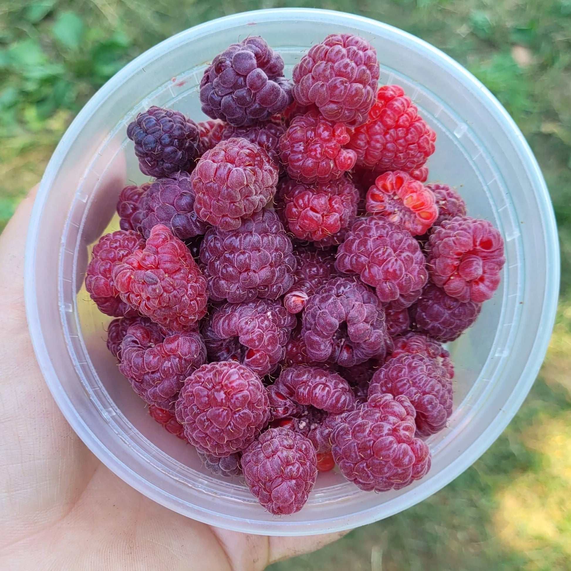 Royalty Purple Raspberry – veliyathgardens