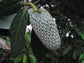 Annonilla (Annona hypoglauca) Fruit Plant