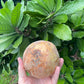 Cinnamon Apple Fruit Plant (Pouteria hypoglauca): A Rare Tropical Wonder for Your Garden