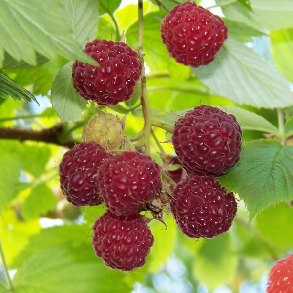 Royalty Purple Raspberry – veliyathgardens
