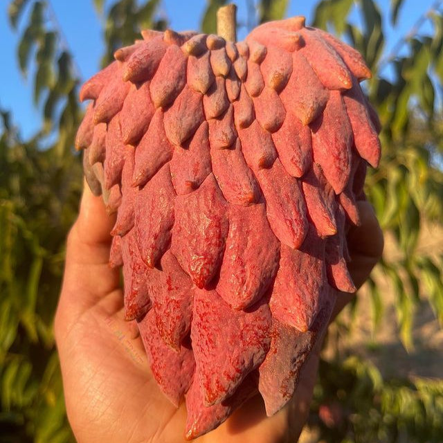 Annona Red Israel Fruit Plant (Annona x Atemoya Red Israel)