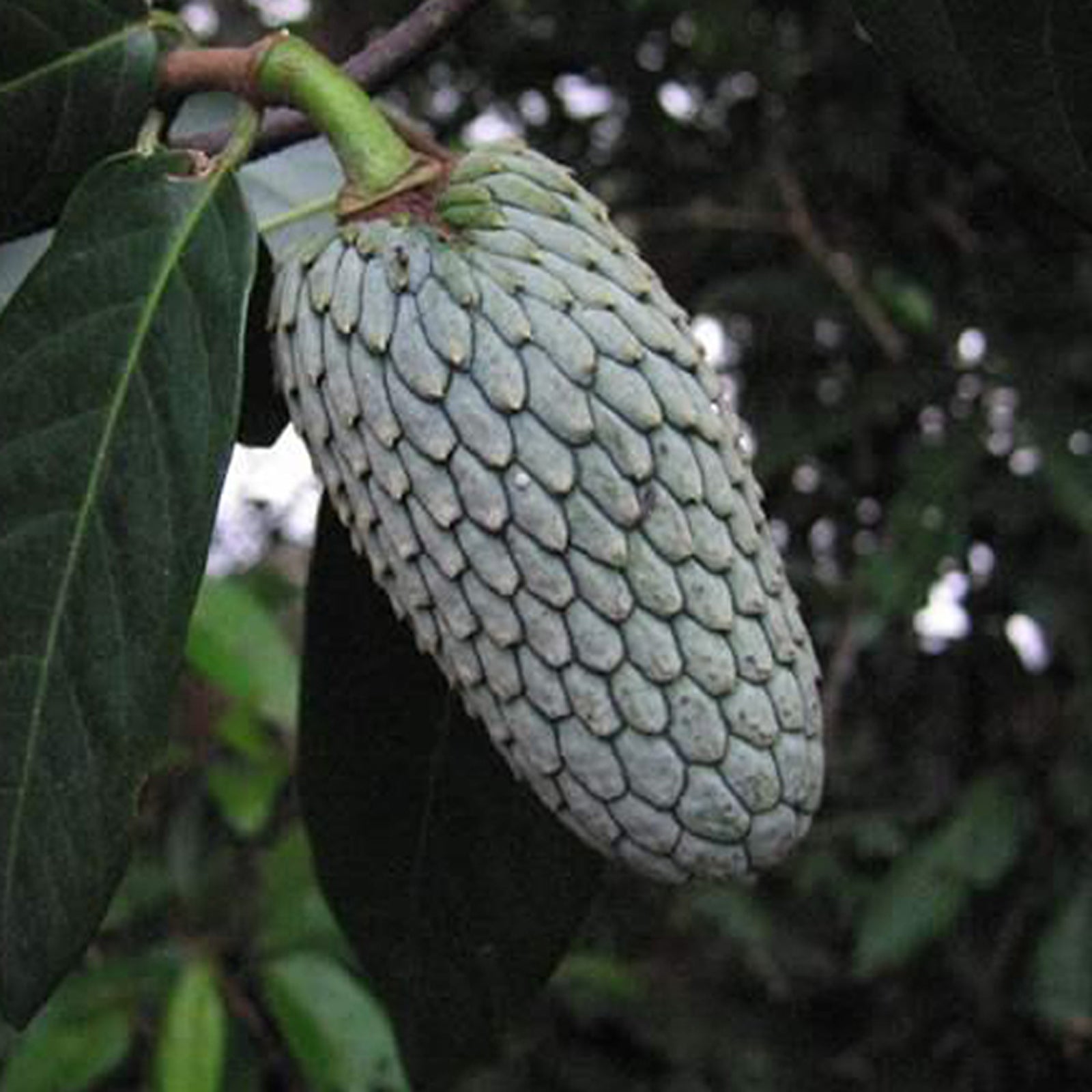 Annonilla (Annona hypoglauca) Fruit Plant
