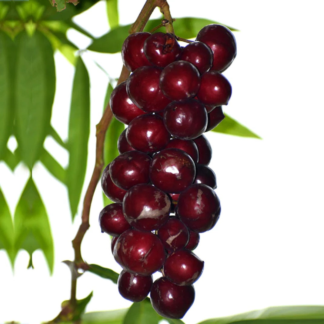 Terengganu Cherry Fruit Plants ( Lepisanthes Alata )