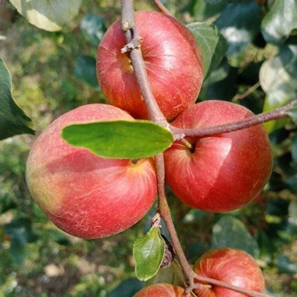 Ball Sundari Apple Ber Live Plant (Ziziphus mauritiana)
