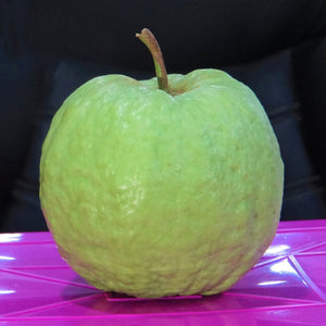 VNR Guava Live Plant (Psidium guajava)