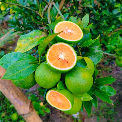 Sweet Bari Malta Fruit Plant (Citrus sinensis L)