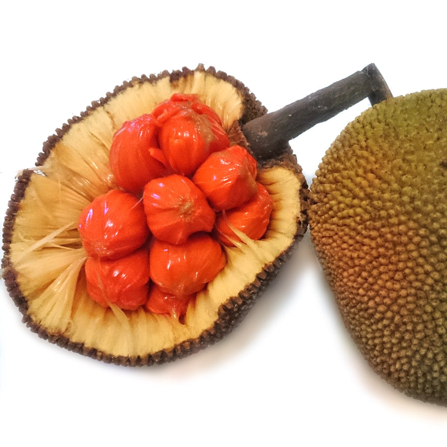 Keledang Fruit Plants (Artocarpus Lanceifolius)