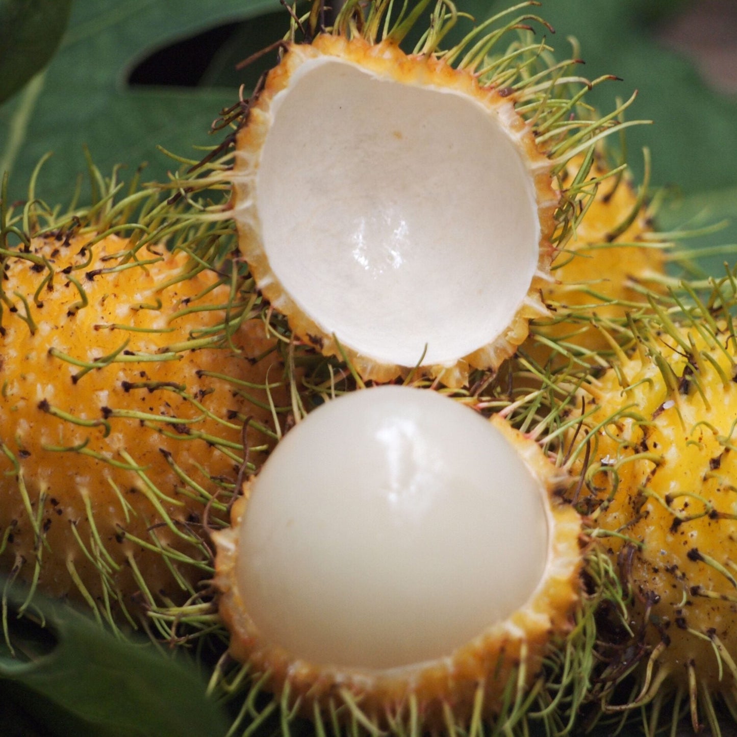 E35 Rambutan Live Plants (yellow )