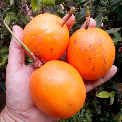 Bell Apple Fruit Plant (Passiflora nitida)