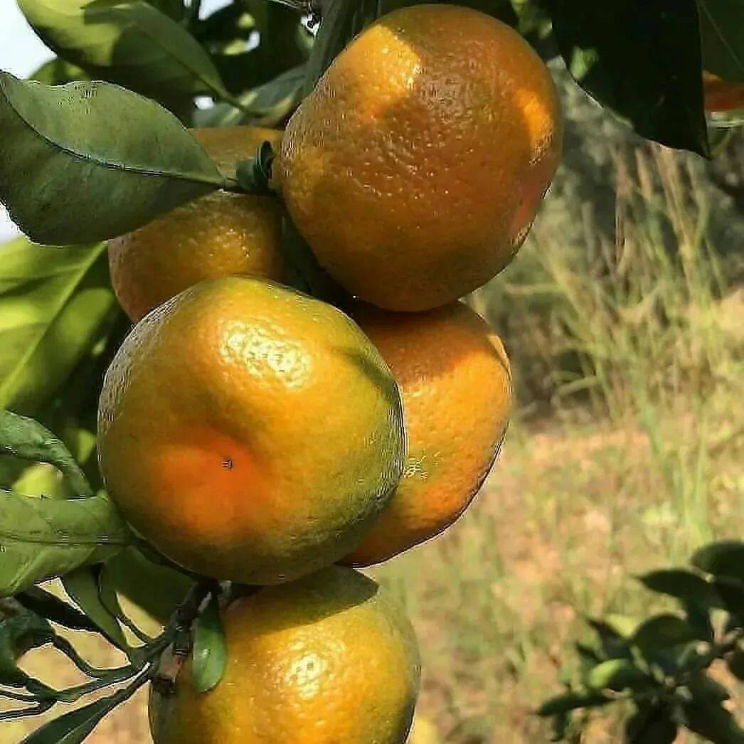 Sweet Orange Live Plant (Citrus × sinensis)