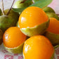 Guayas Fruit Live Plant (Talisia Oliviformis)