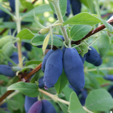 Honey Berry Live Plant (Lonicera caerulea)