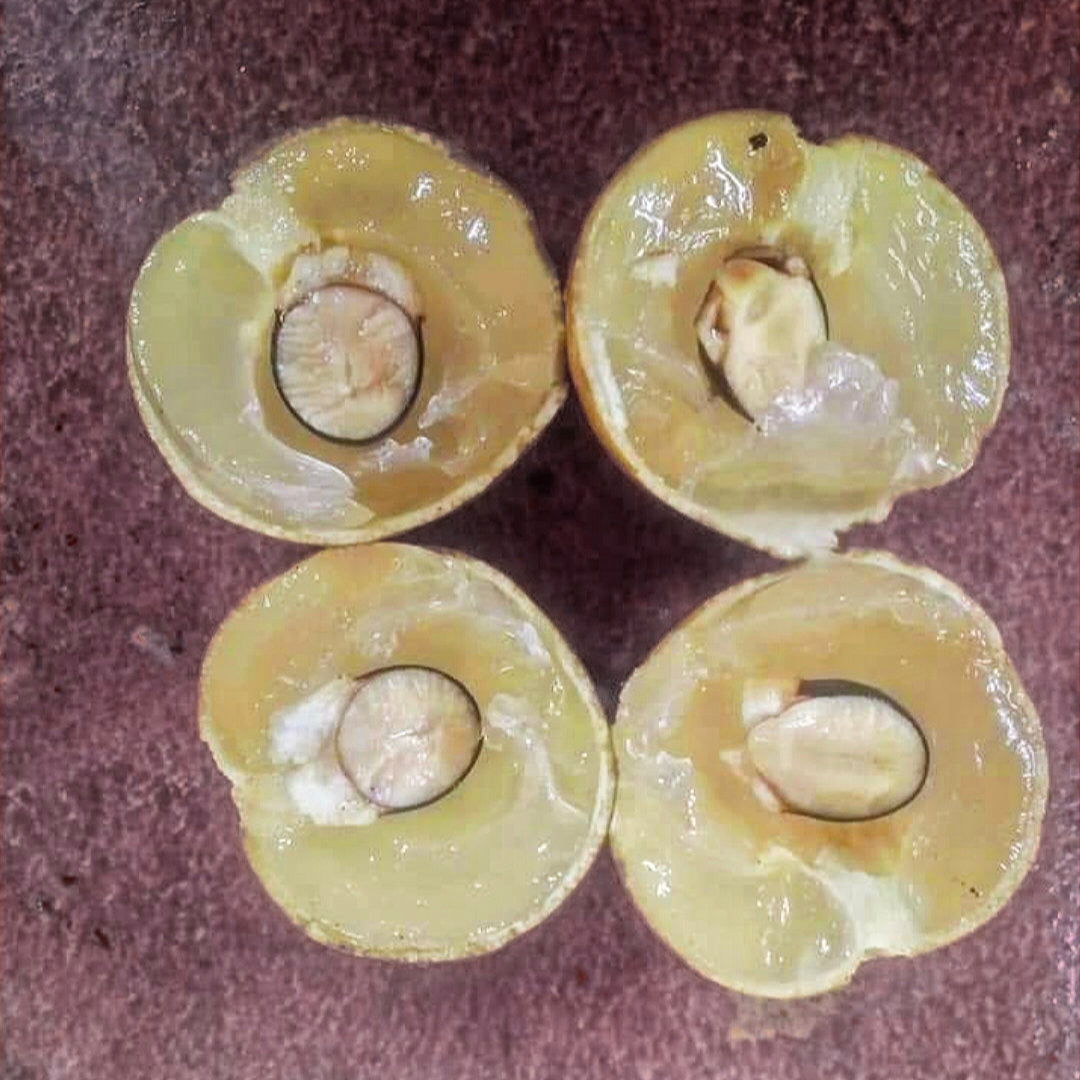 Aroma Durian Longan Live Plant (Dimocarpus longan)