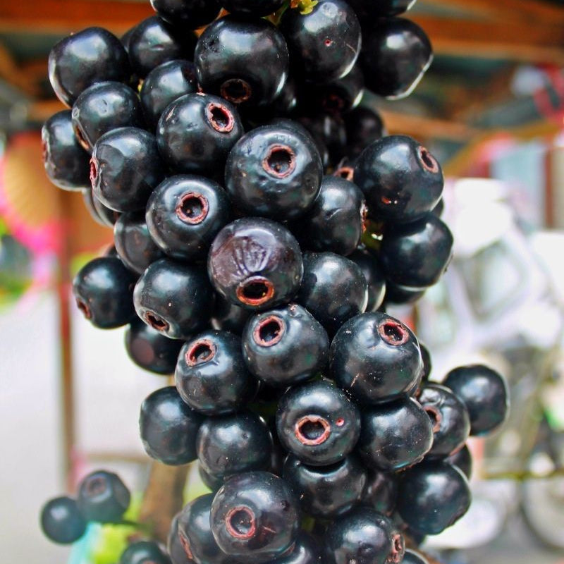 Lipote Fruit Plants (Syzygium Curranii)