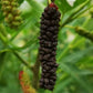 Chicken Claw Mulberry Live Plant (Morus trilobata)