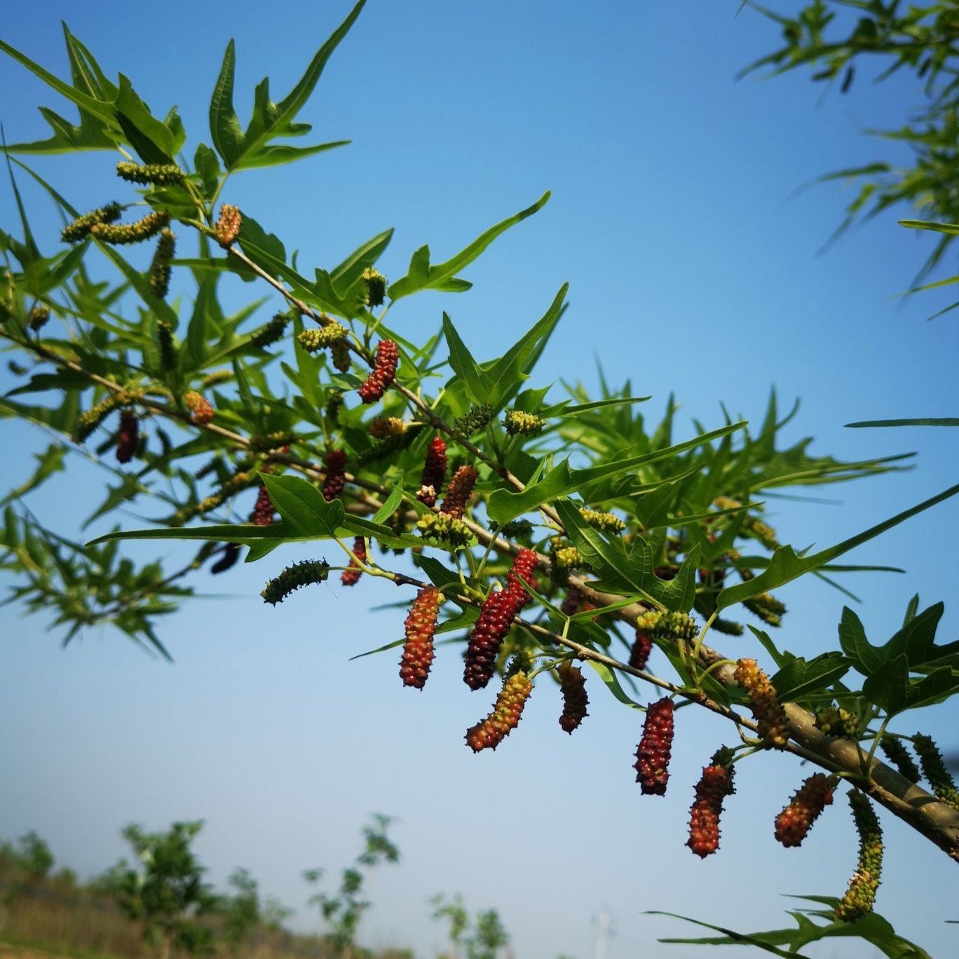 Chicken Claw Mulberry Live Plant (Morus trilobata)