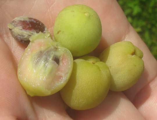 Sea Grape Live Plant (Coccoloba uvifera)