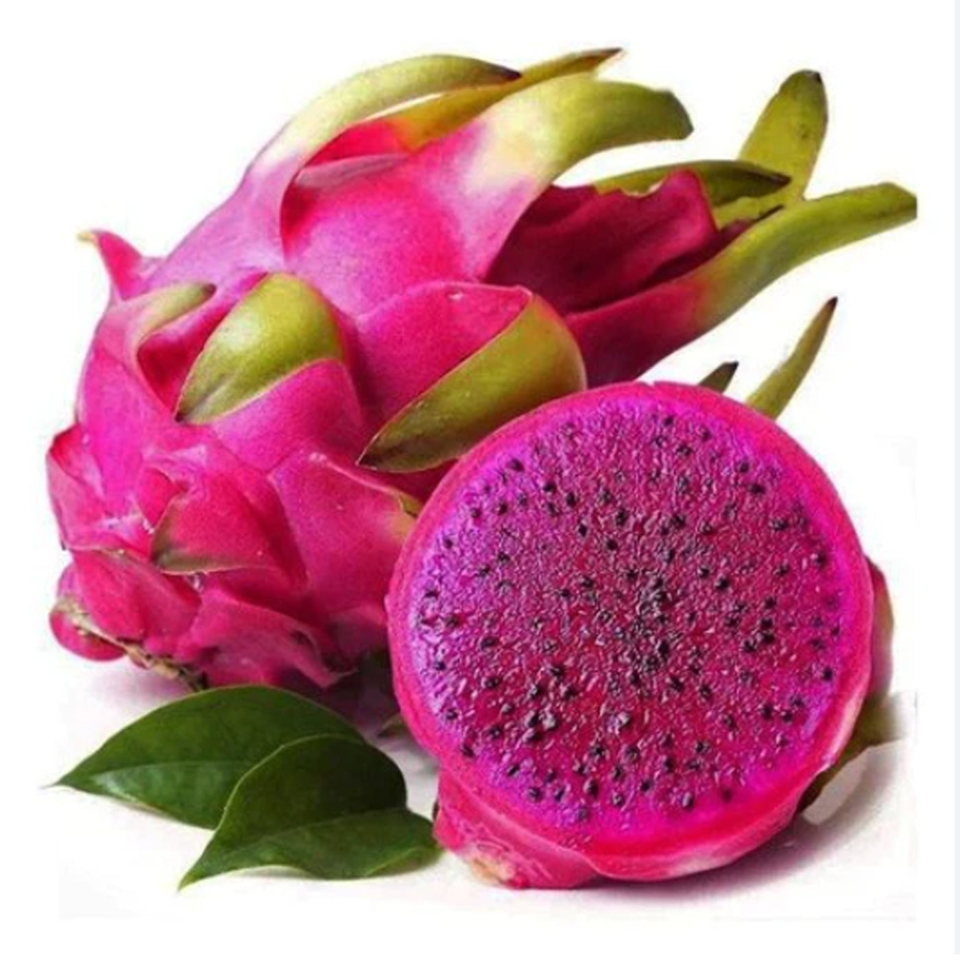 Dragon Fruit (Pink Flesh) Plant (Selenicereus Undatus)