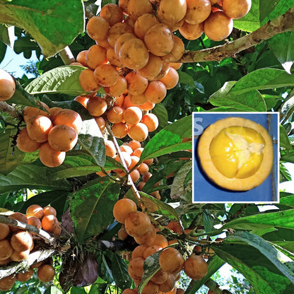 Kapul Fruit Live Plant (Baccaurea dulcis)