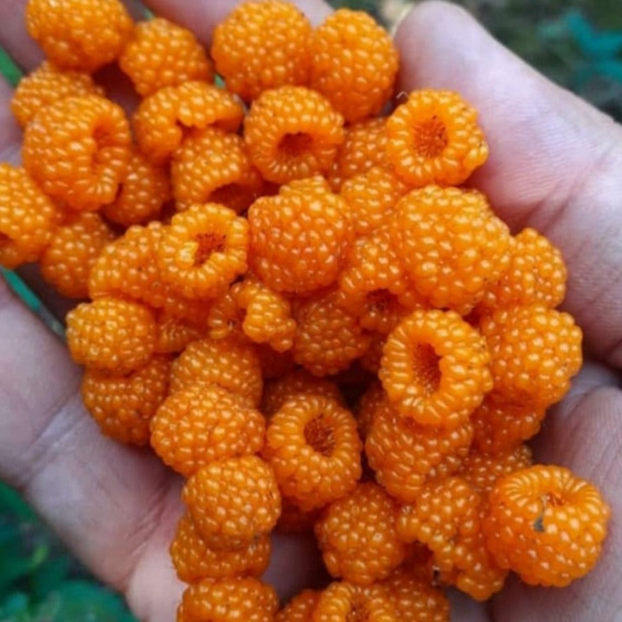 Yellow Himalayan Raspberry Live Plant (Rubus ellipticus) – veliyathgardens