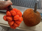 Keledang Fruit Plants (Artocarpus Lanceifolius)