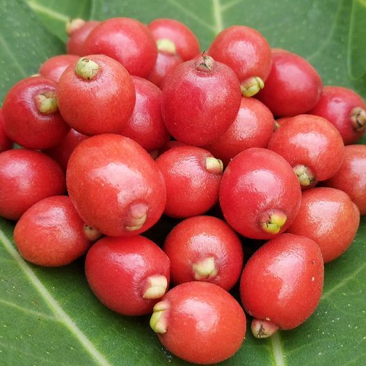 CEDAR BAY CHERRY (EUGENIA REINWARDTIANA): A SWEET-TANGY TREASURE FOR YOUR TROPICAL GARDEN