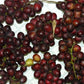 Blood Fruit Live Plant (Haematocarpus validus)