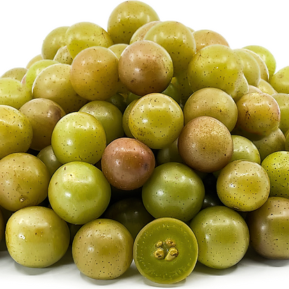 Muscadine Grape Live Plant (Vitis rotundifolia)