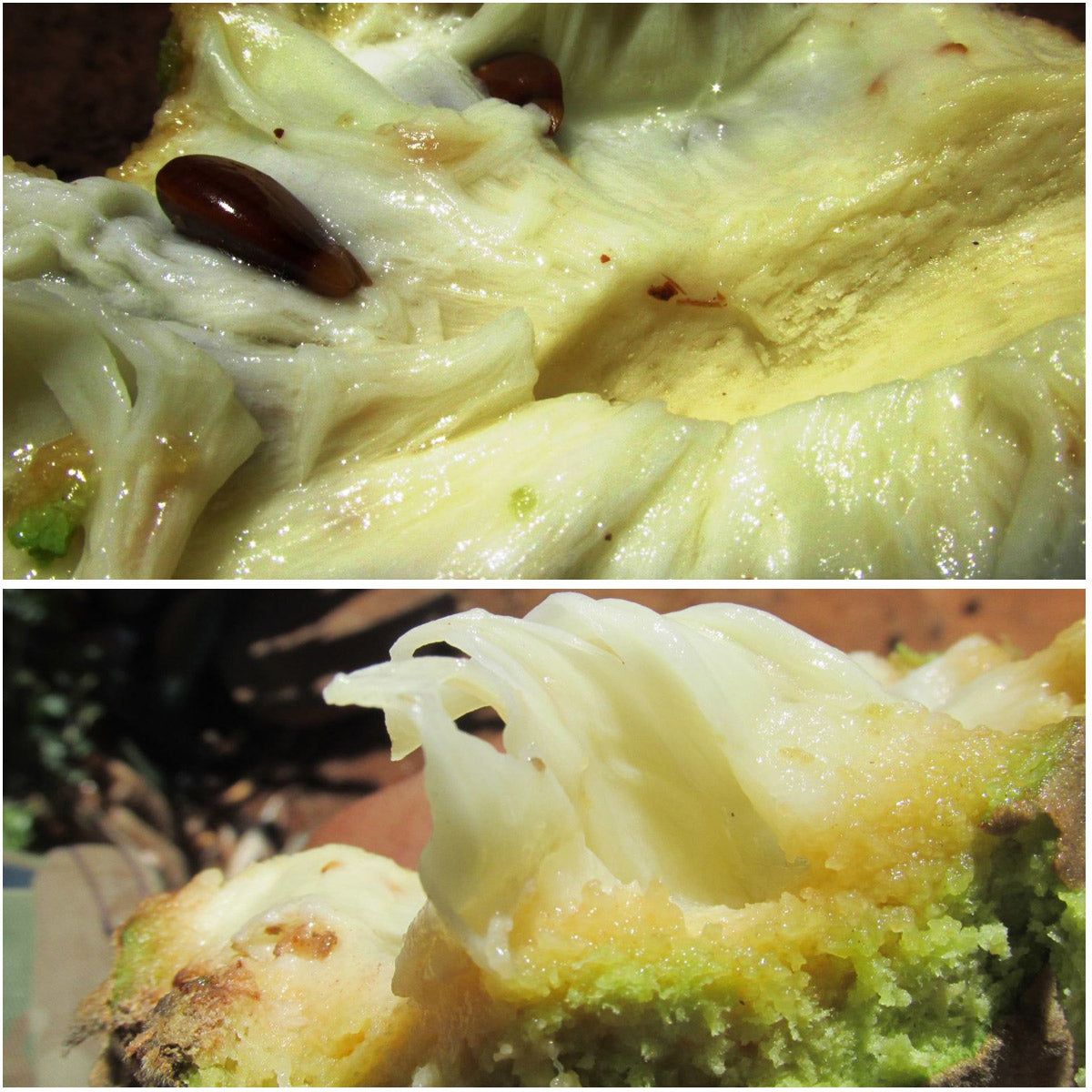 Annona Monticola Fruit  plant (Annona Monticola)