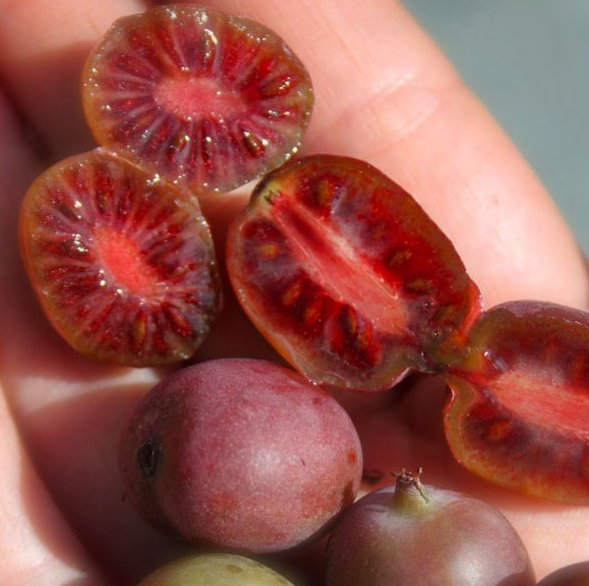 Kiwi Purpurna Sadowa Live Plant (Actinidia arguta)