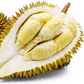 Petruk Durian Live Plant ( Durio zibethinus)