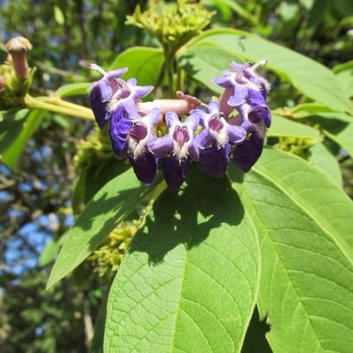 Taruma Cherry Live Plant (Vitex polygama)