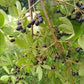 Taruma Cherry Live Plant (Vitex polygama)