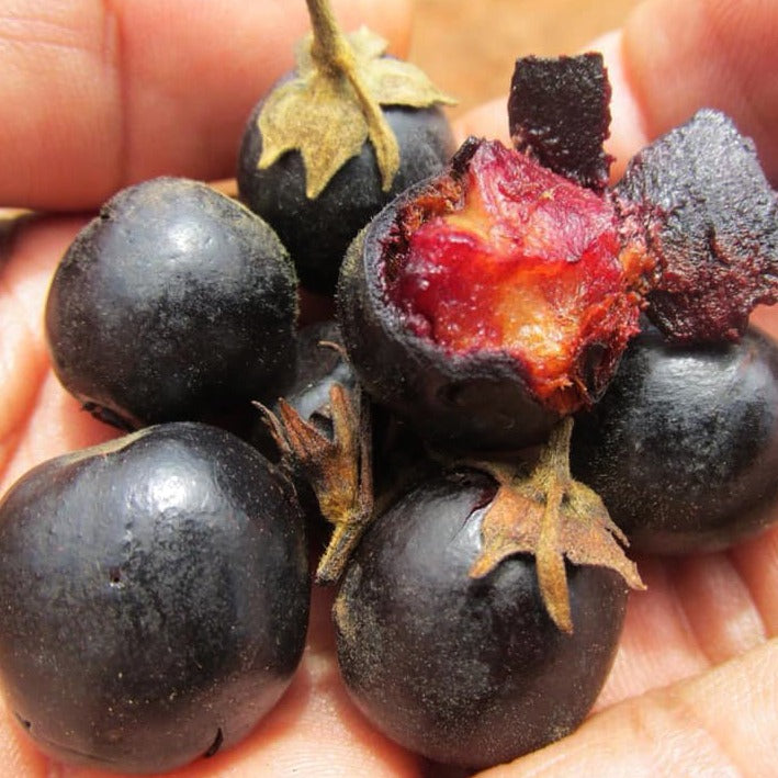 Taruma Cherry Live Plant (Vitex polygama)